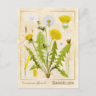 Carte Postale Herbe médicinale vintage Dandelion Fleur Botanique
