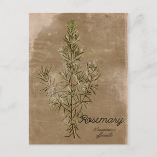 Carte postale Herbe Rosemary de style vintage