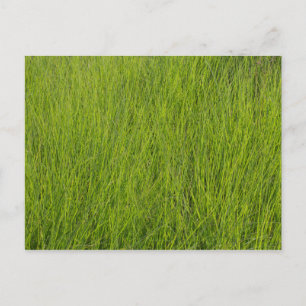 Carte Postale Herbe verte