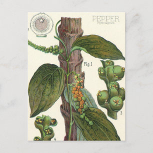 Carte Postale Herbes alimentaires vintages épices, poivre noir P