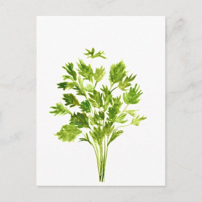 Carte Postale Herbes de persil Aquarelle de persil plante vert (Devant)