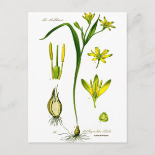 Carte Postale Herbes de printemps