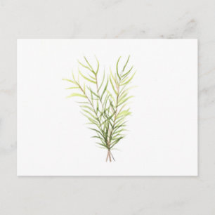 Carte Postale Herbes de romarin