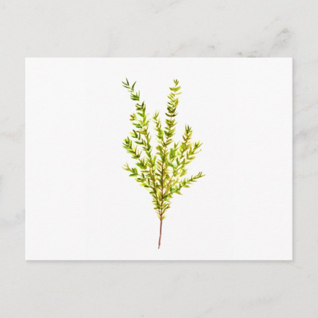 Carte Postale Herbes de thym Herbes botaniques (Devant)