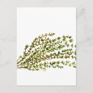 Carte Postale Herbes thym cuisine art aquarelle peinture