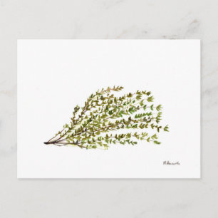 Carte Postale Herbes thym cuisine art aquarelle peinture
