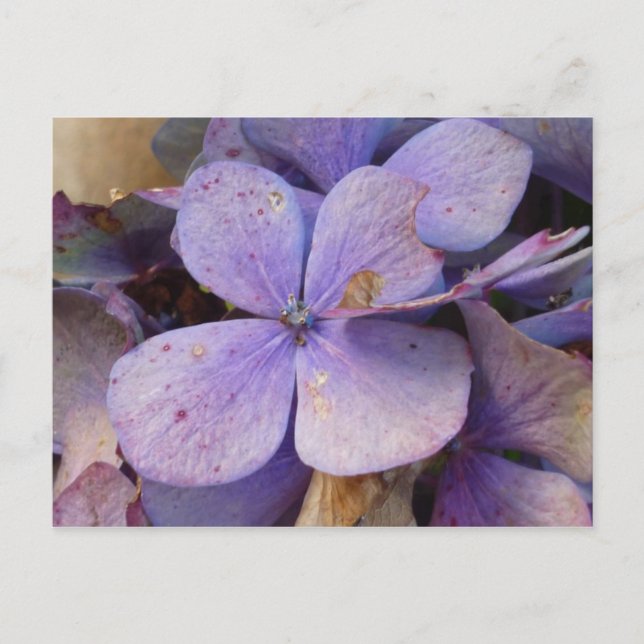 Carte Postale Herbst - Postkarte (Hortensia) (Devant)