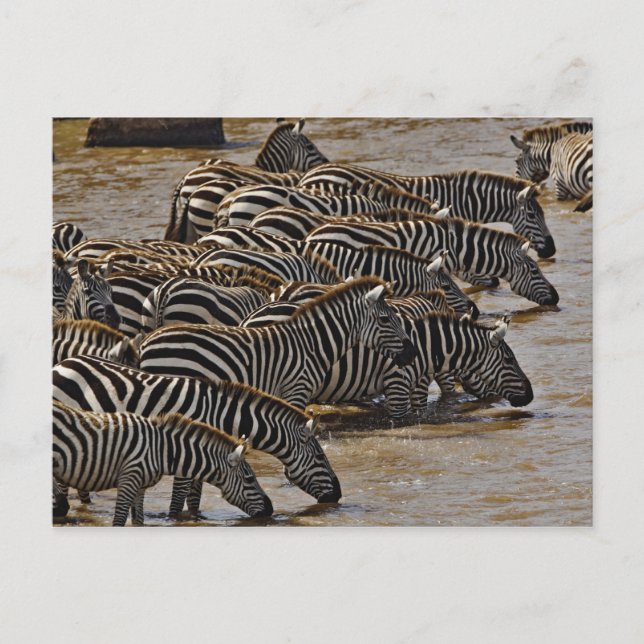 Carte Postale Herd of Burchell's Zebras boire de Mara (Devant)