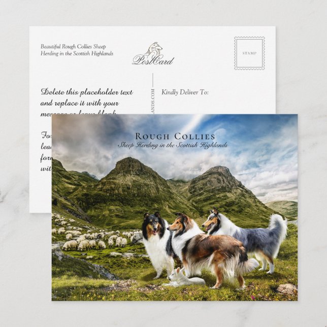 Carte Postale Herding des moutons Collies rudes - Collectif (Devant / Derrière)