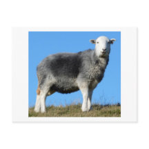 Herdwick Sheep