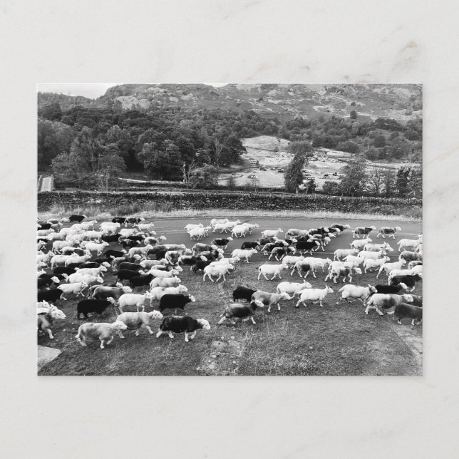 Carte postale Herdwick Sheep (Devant)