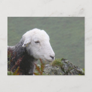Carte postale Herdwick Sheep