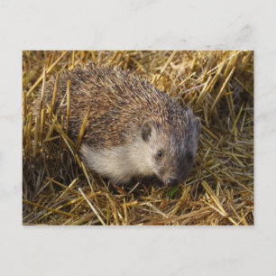 Carte Postale Hérisson