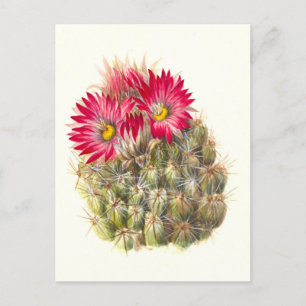 Carte postale Hérisson Cactus
