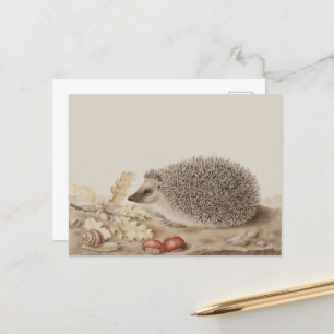 Carte Postale Hérisson par Giovanna Garzoni