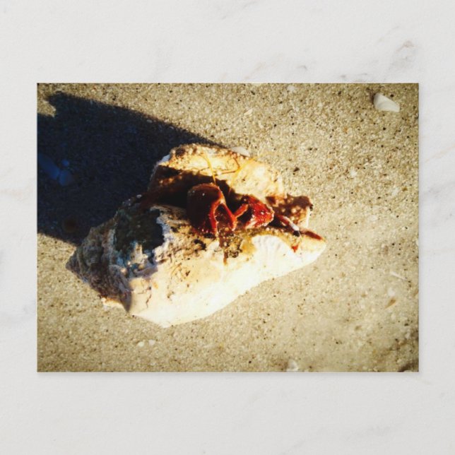Carte Postale Hermit Crab Clearwater Beach Floride (Devant)