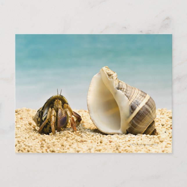 Carte Postale Hermite crabe regardant une coquille plus grande (Devant)