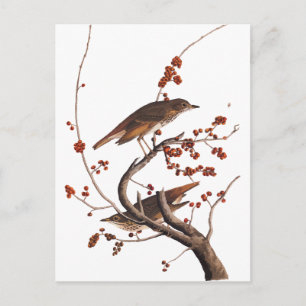 Carte Postale Hermite Grive Audubon Oiseau aux baies rouges