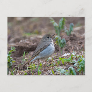 Carte Postale Hermite Thrush