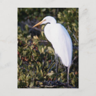 Carte Postale Héron blanc