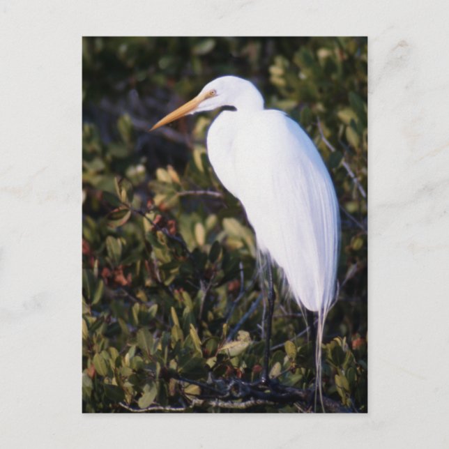 Carte Postale Héron blanc (Devant)