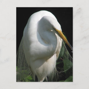 Carte Postale Héron blanc