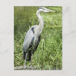 Carte Postale Héron bleu