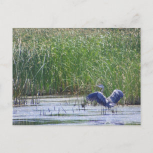 Carte Postale Héron bleu au refuge faunique de Stillwater Fallon