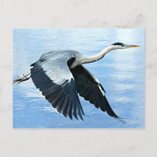 Carte Postale Héron bleu en vol au-dessus de l'eau