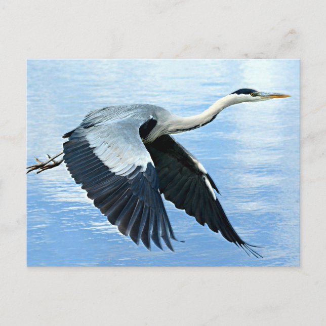 Carte Postale Héron bleu en vol au-dessus de l'eau (Devant)