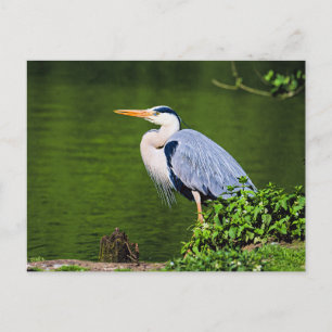 Carte Postale Héron cendré