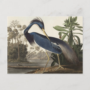 Carte Postale Héron de Louisiane d'Oiseaux d'Amérique