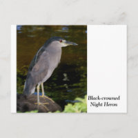 Héron de nuit à couronne noire