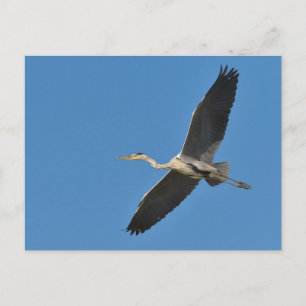 Carte Postale Heron gris en vol