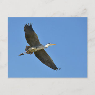 Carte Postale Heron gris en vol