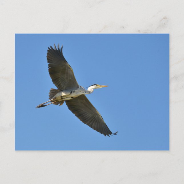 Carte Postale Heron gris en vol (Devant)