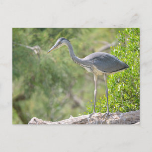 Carte Postale Heron gris perché dans l'arbre