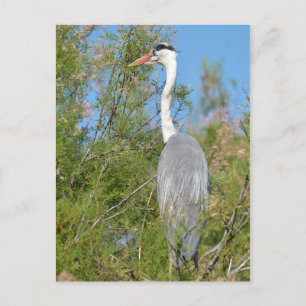 Carte Postale Heron gris perché dans l'arbre