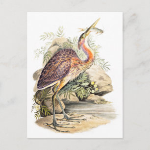 Carte Postale Heron pourpre (avec poisson) art par Elizabeth Gwi