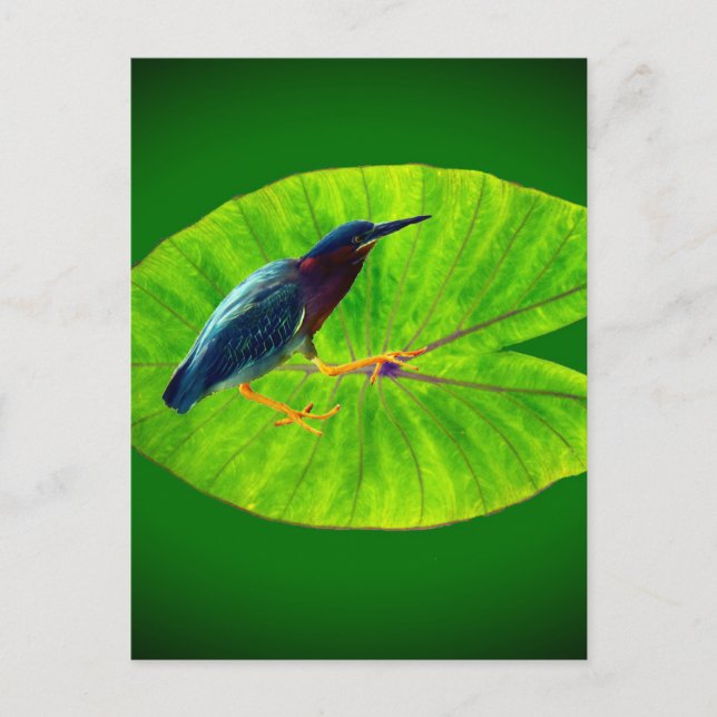 Carte Postale héron vert (Devant)