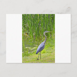 Carte Postale Heron Walk