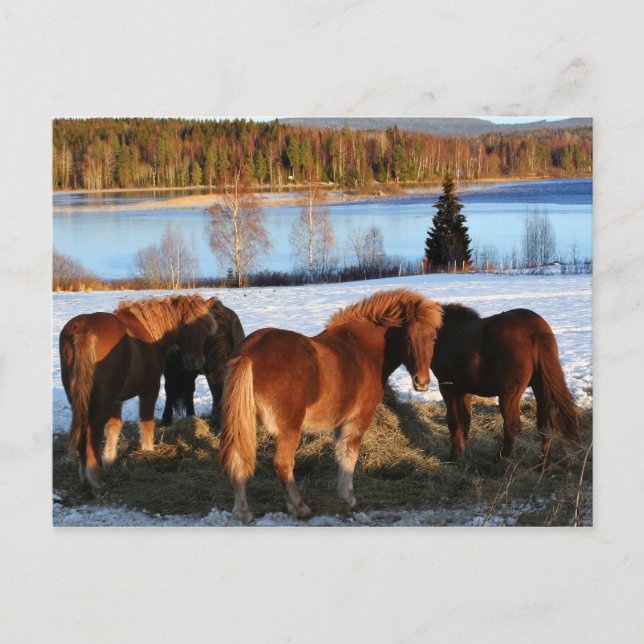 Carte Postale Heure d'alimentation (Devant)