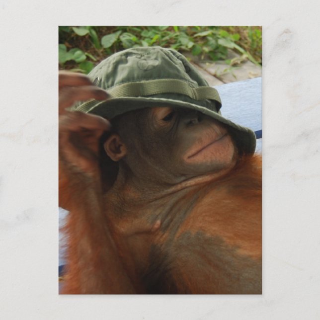 Carte Postale Heure de la sieste du bébé animal (Devant)