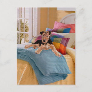 Carte Postale Heure de la sieste pour chiot