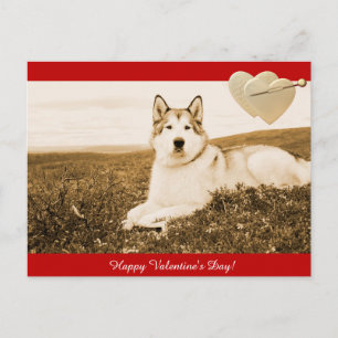 Carte postale Heureuse Sainte-Valentin de Malamute