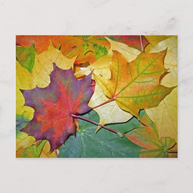 Carte Postale Heureux d'être ensemble (Devant)