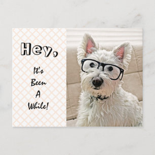 Carte Postale Hey, ça fait un moment, Westie porte des lunettes