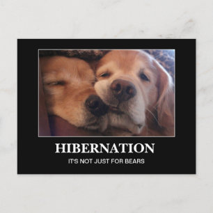 Carte Postale Hibernation Golden Retriever Restez chaud
