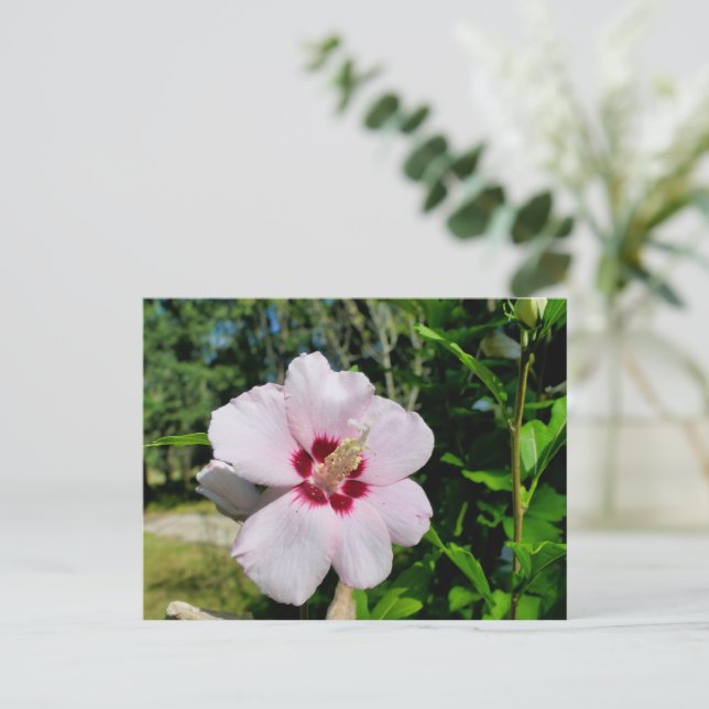Carte Postale Hibiscus (Debout devant)