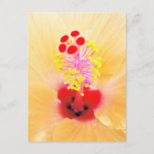 Carte Postale Hibiscus
